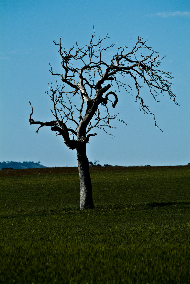 LONELY TREE