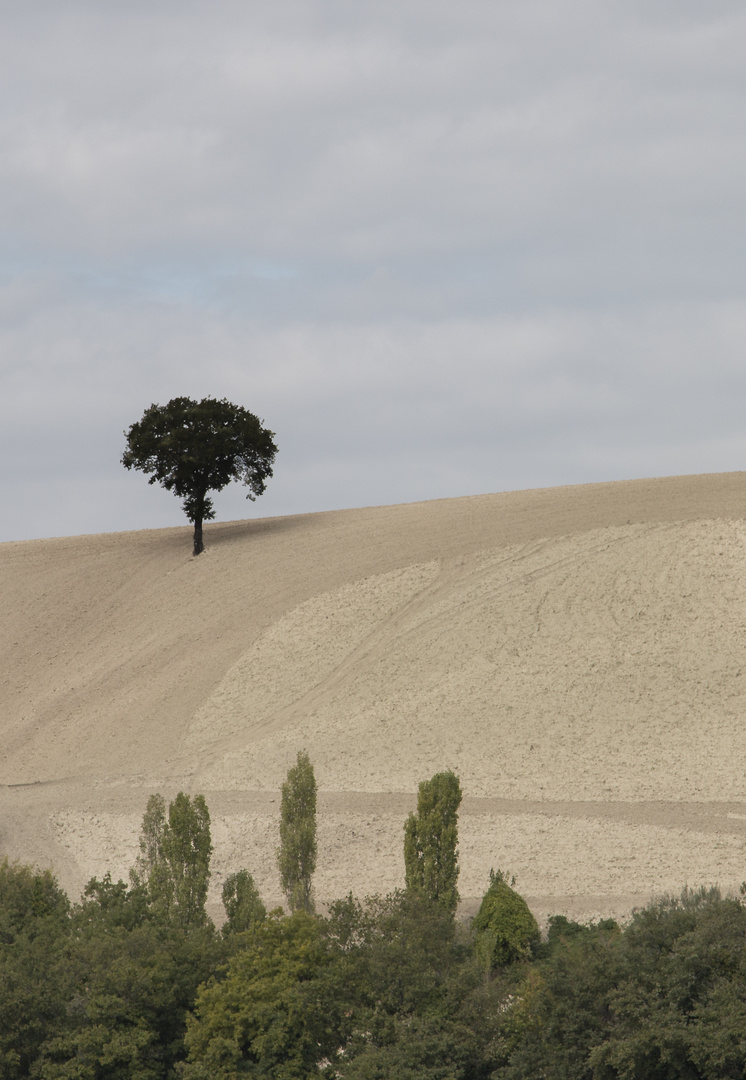 Lonely tree