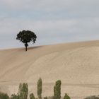 Lonely tree