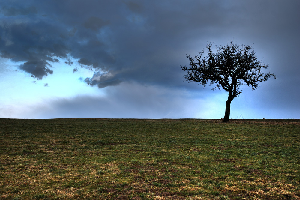 Lonely Tree