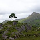 Lonely Tree