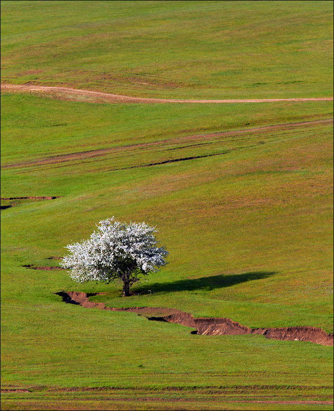 Lonely tree...