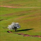 Lonely tree...