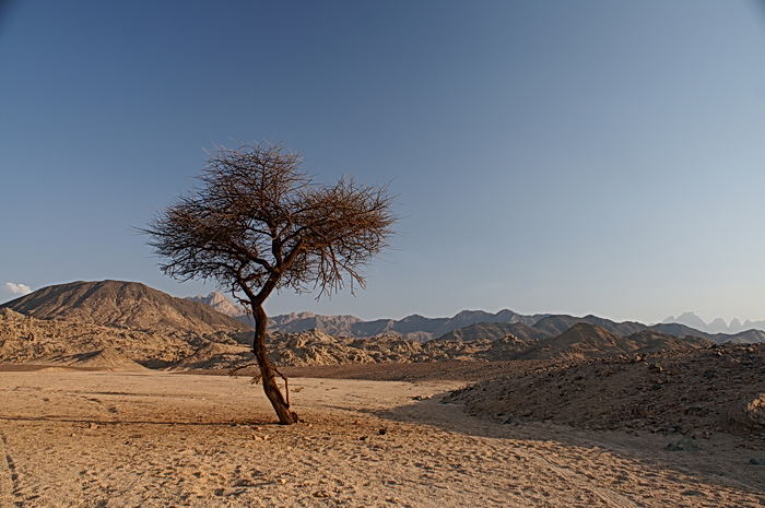 ...lonely tree...