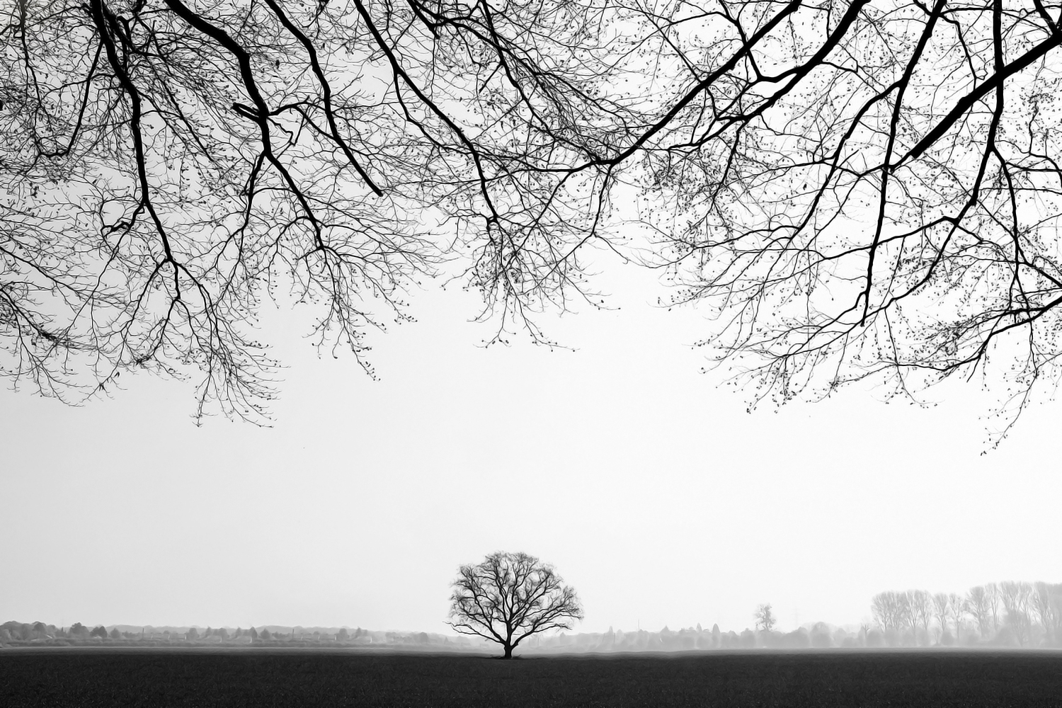 lonely tree