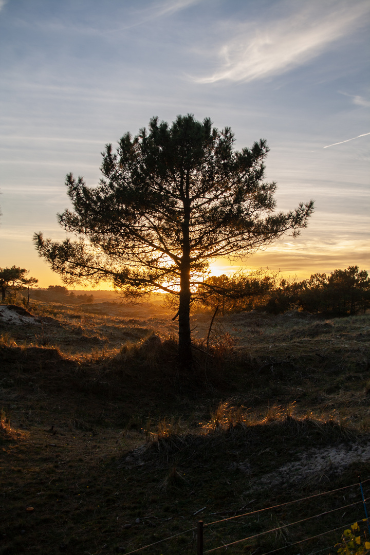 Lonely Tree