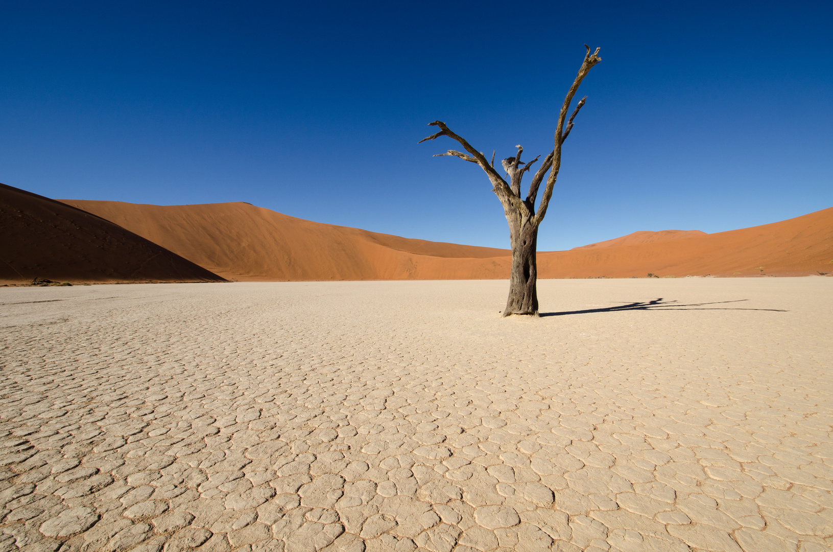 Lonely Tree