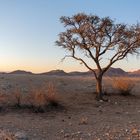 Lonely Tree