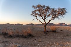 Lonely Tree