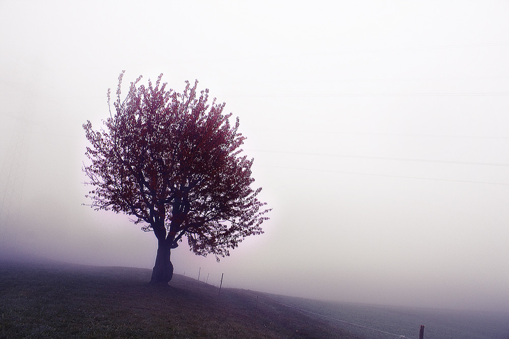 lonely tree