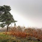 lonely tree