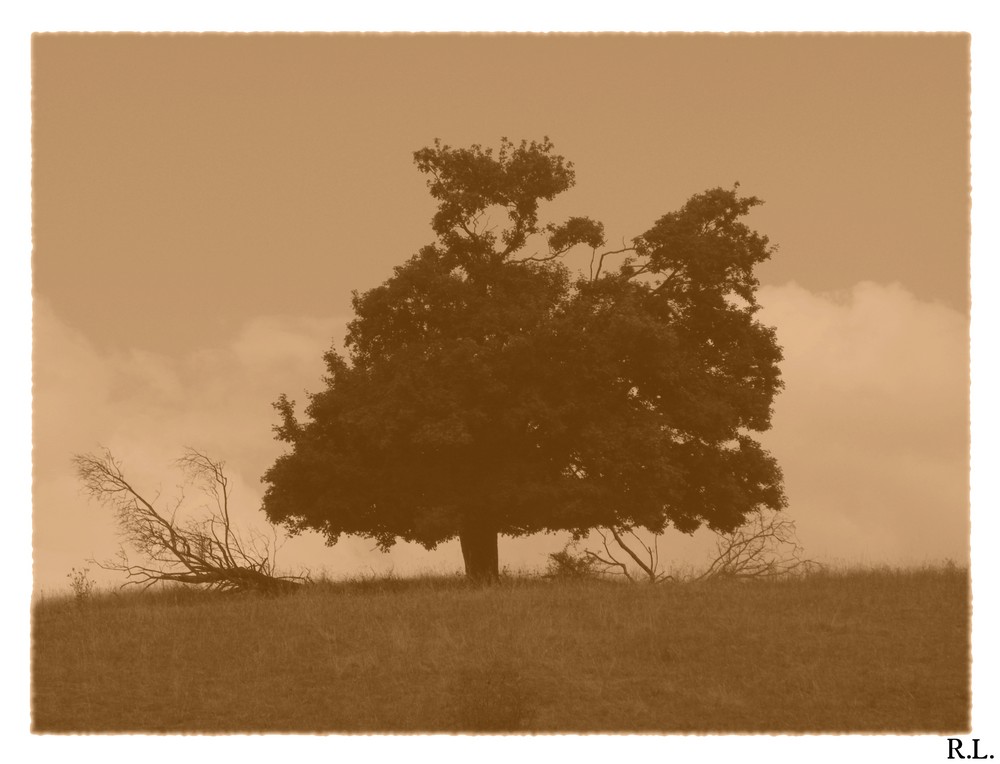 lonely tree