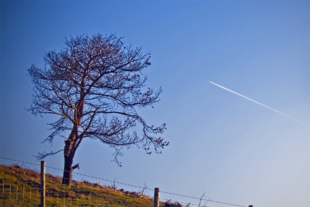 Lonely Tree