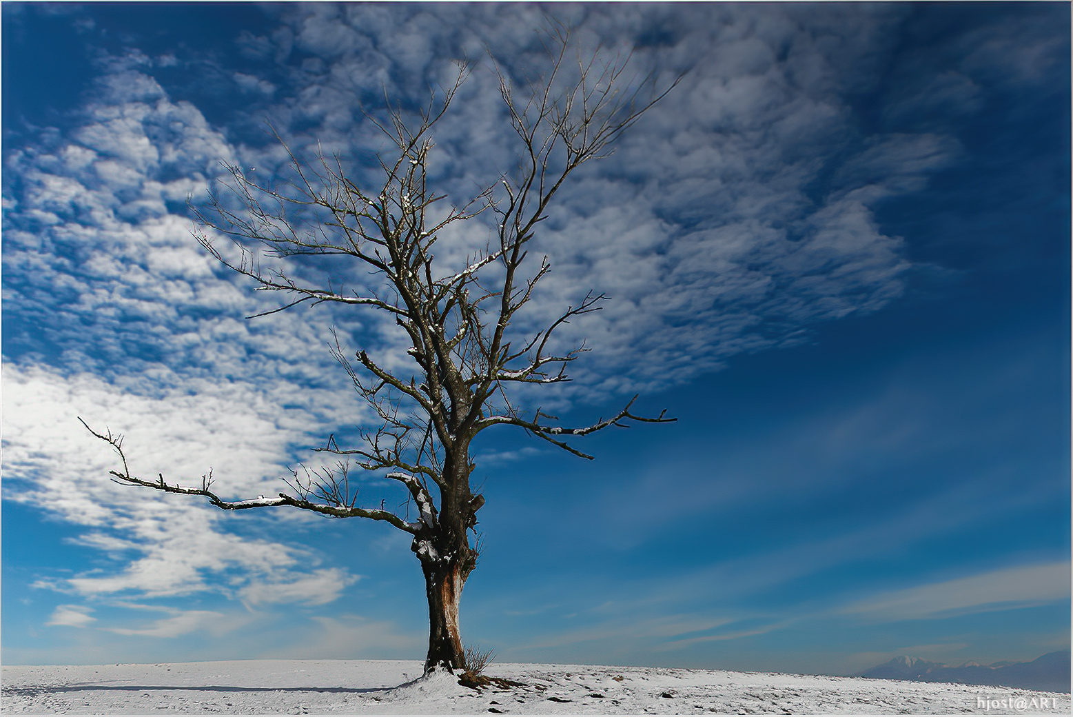 lonely tree ...