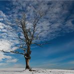 lonely tree ...