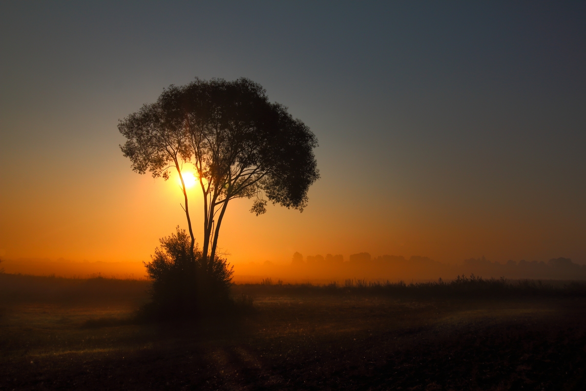 | lonely tree |