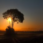 | lonely tree |