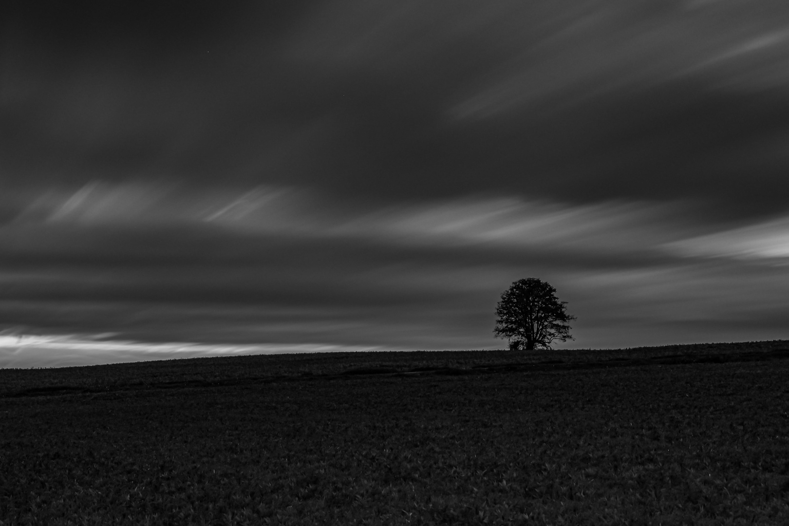 lonely tree