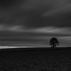 lonely tree