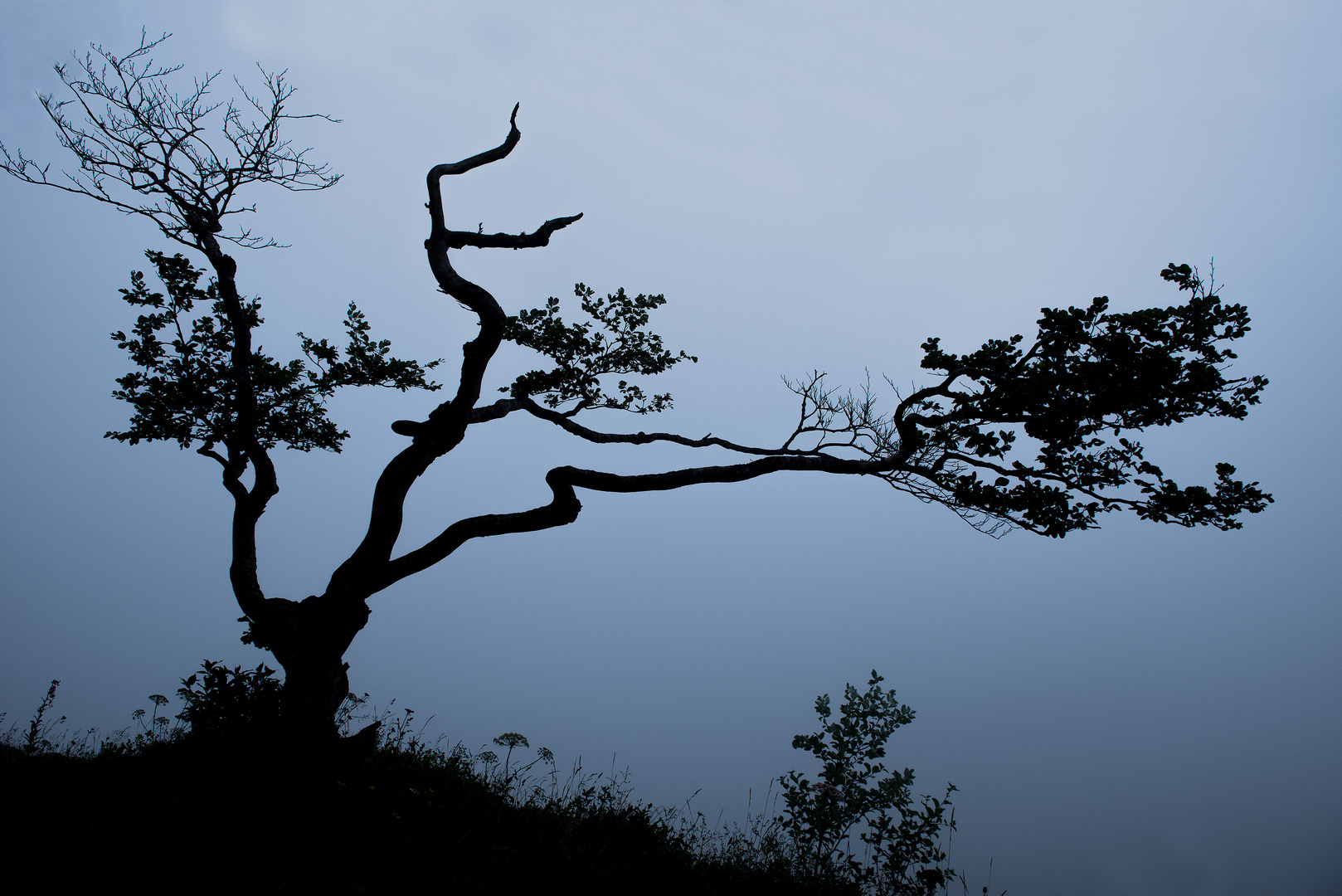 Lonely tree am Abgrund