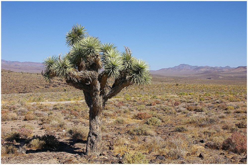 Lonely tree at Death Valley N.P.