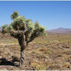 Lonely tree at Death Valley N.P.