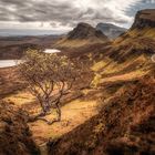 Lonely Tree at Quiraing