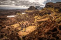 Lonely Tree at Quiraing