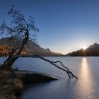 lonely tree at the lake