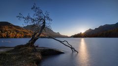 lonely tree at the lake