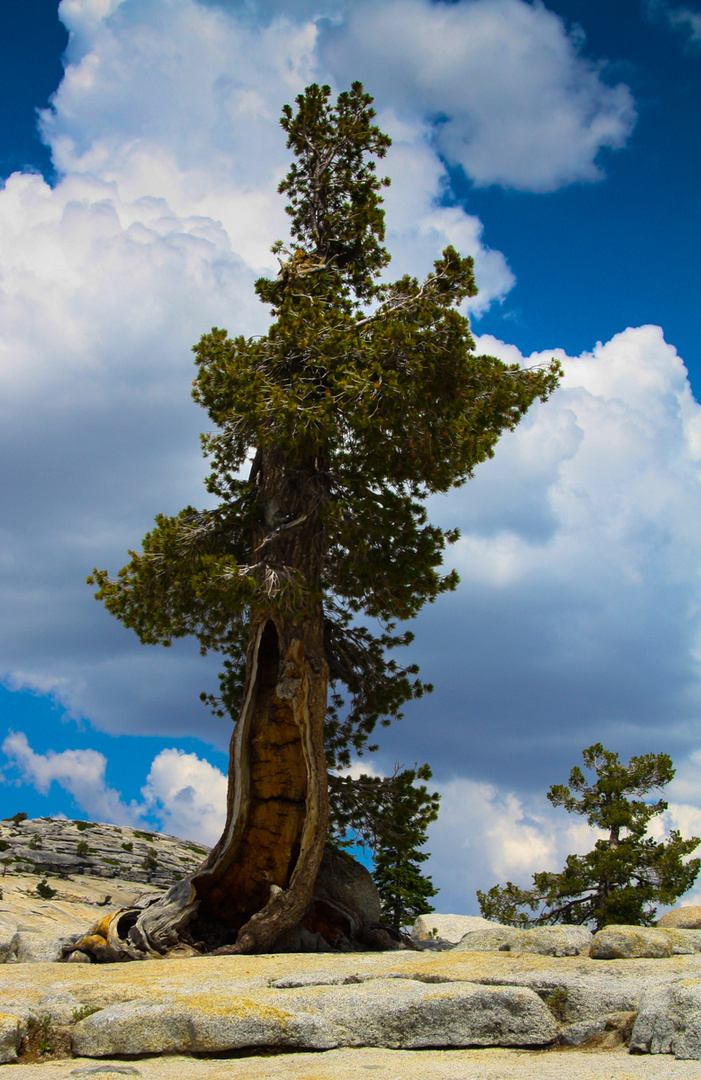 Lonely Tree