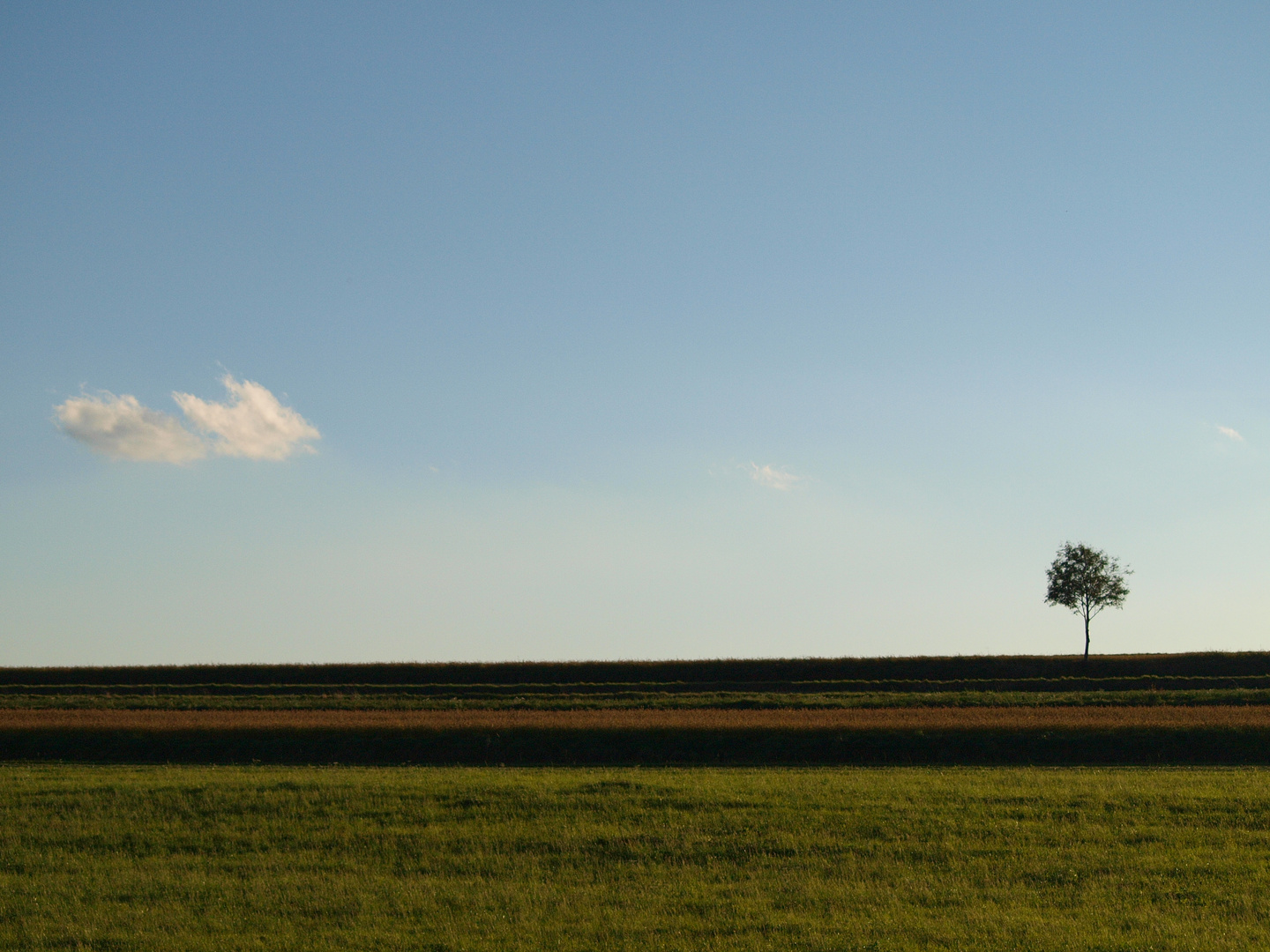 lonely tree