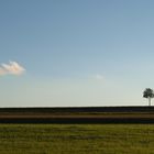 lonely tree