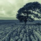 Lonely Tree bei Malham