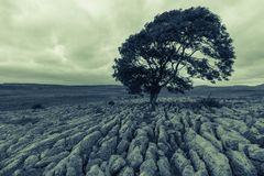 Lonely Tree bei Malham