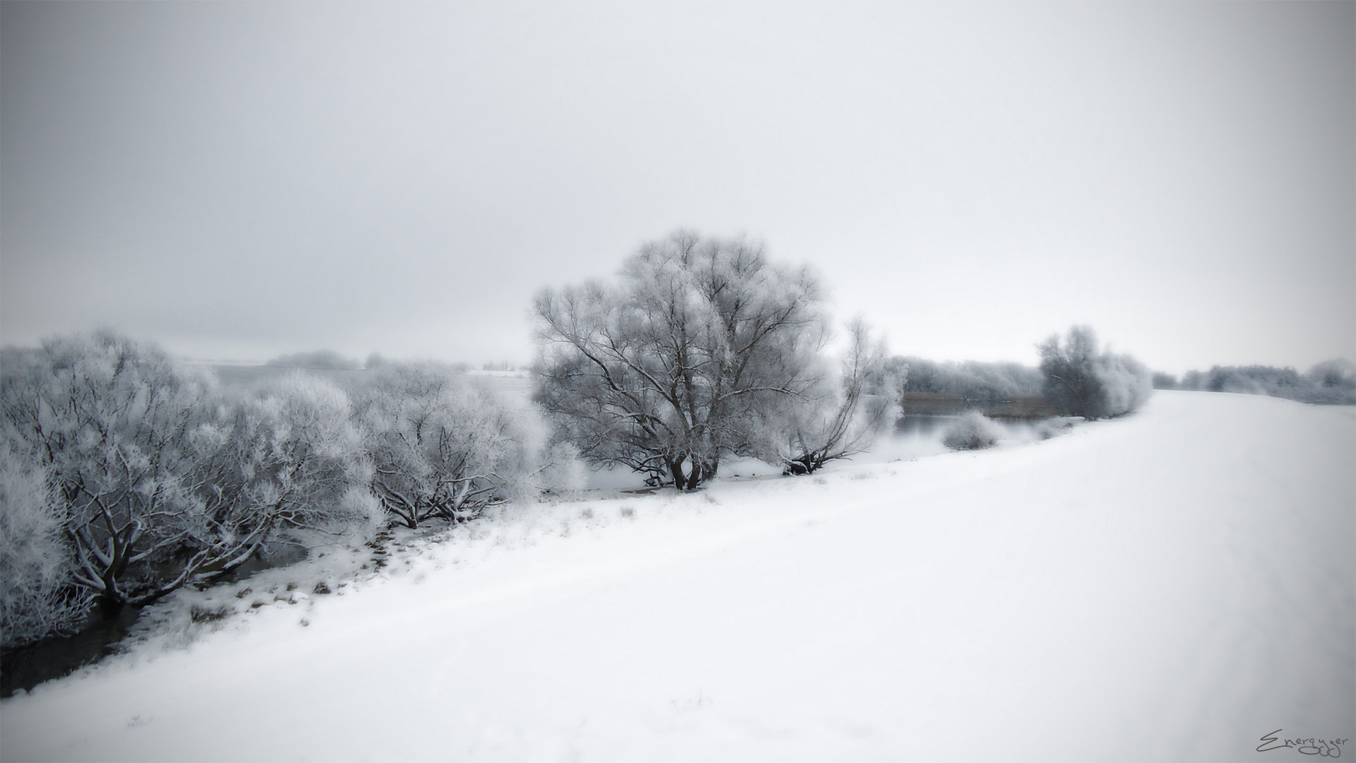 lonely tree