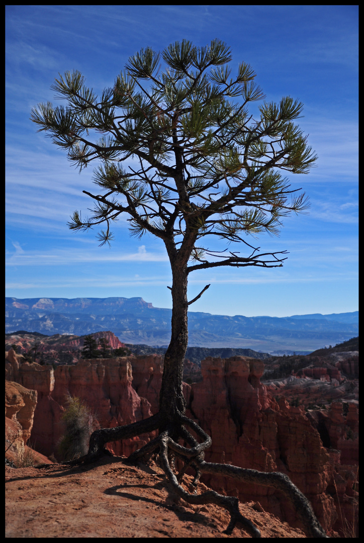 Lonely Tree Bryce Canyon