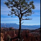 Lonely Tree Bryce Canyon