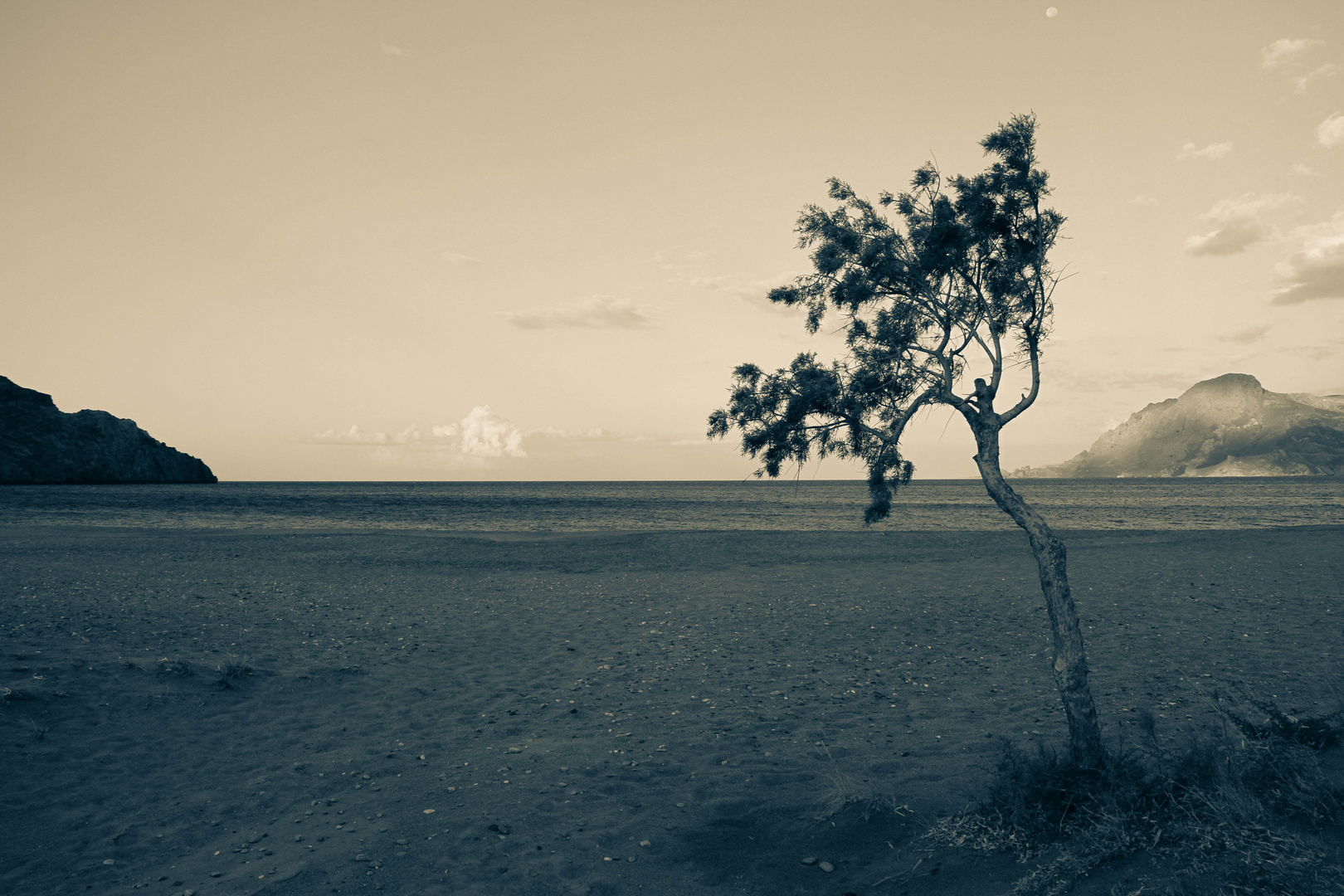 Lonely Tree by the Sea