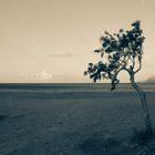 Lonely Tree by the Sea