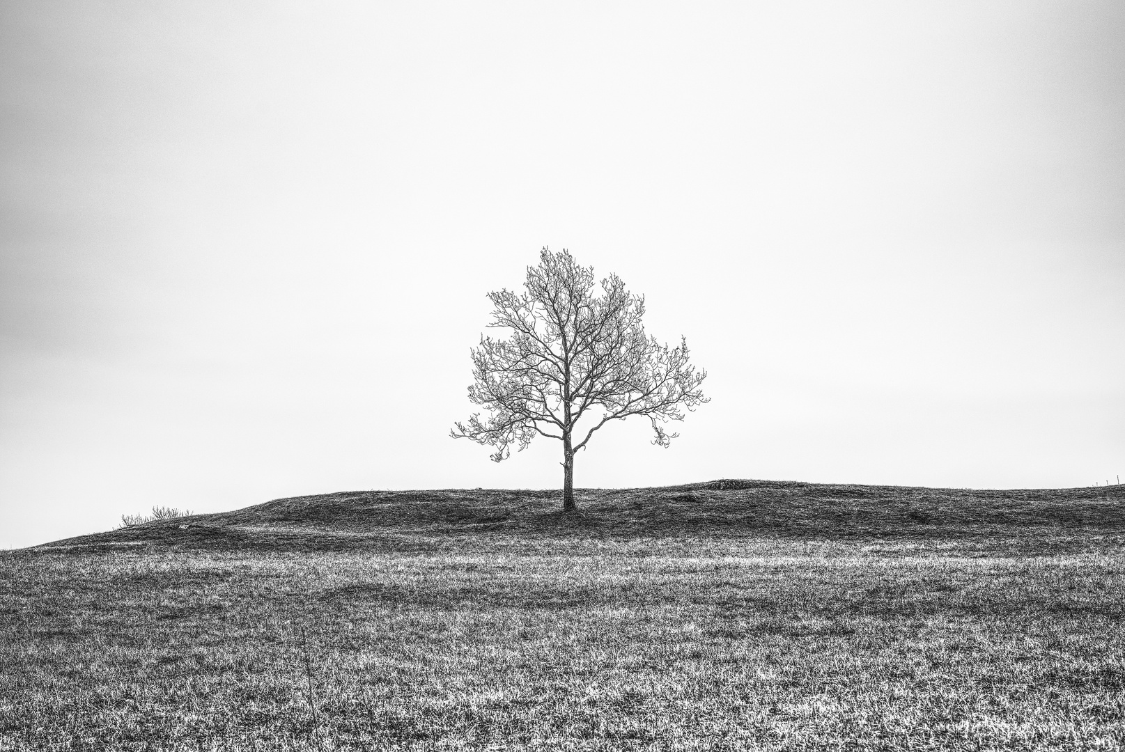 Lonely Tree