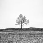 Lonely Tree