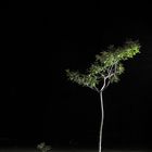 Lonely Tree