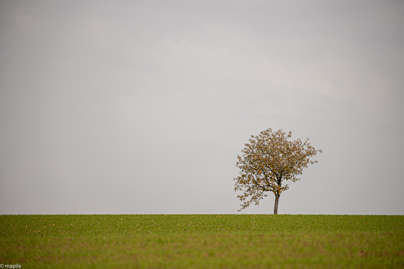 ——— lonely tree ———