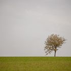 ——— lonely tree ———