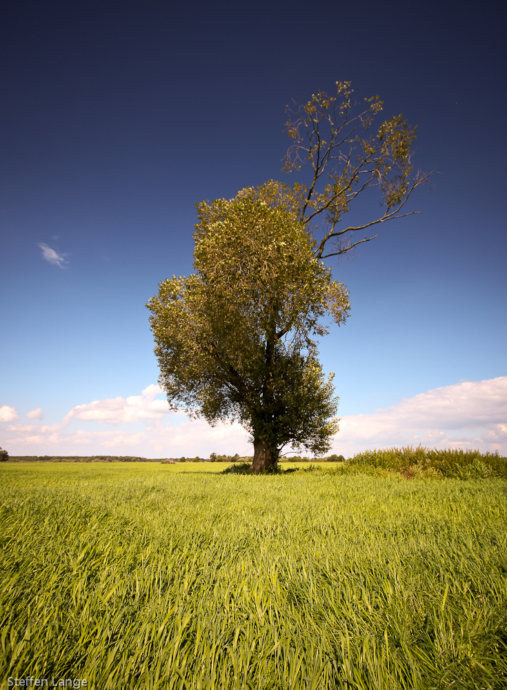 Lonely Tree