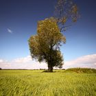 Lonely Tree