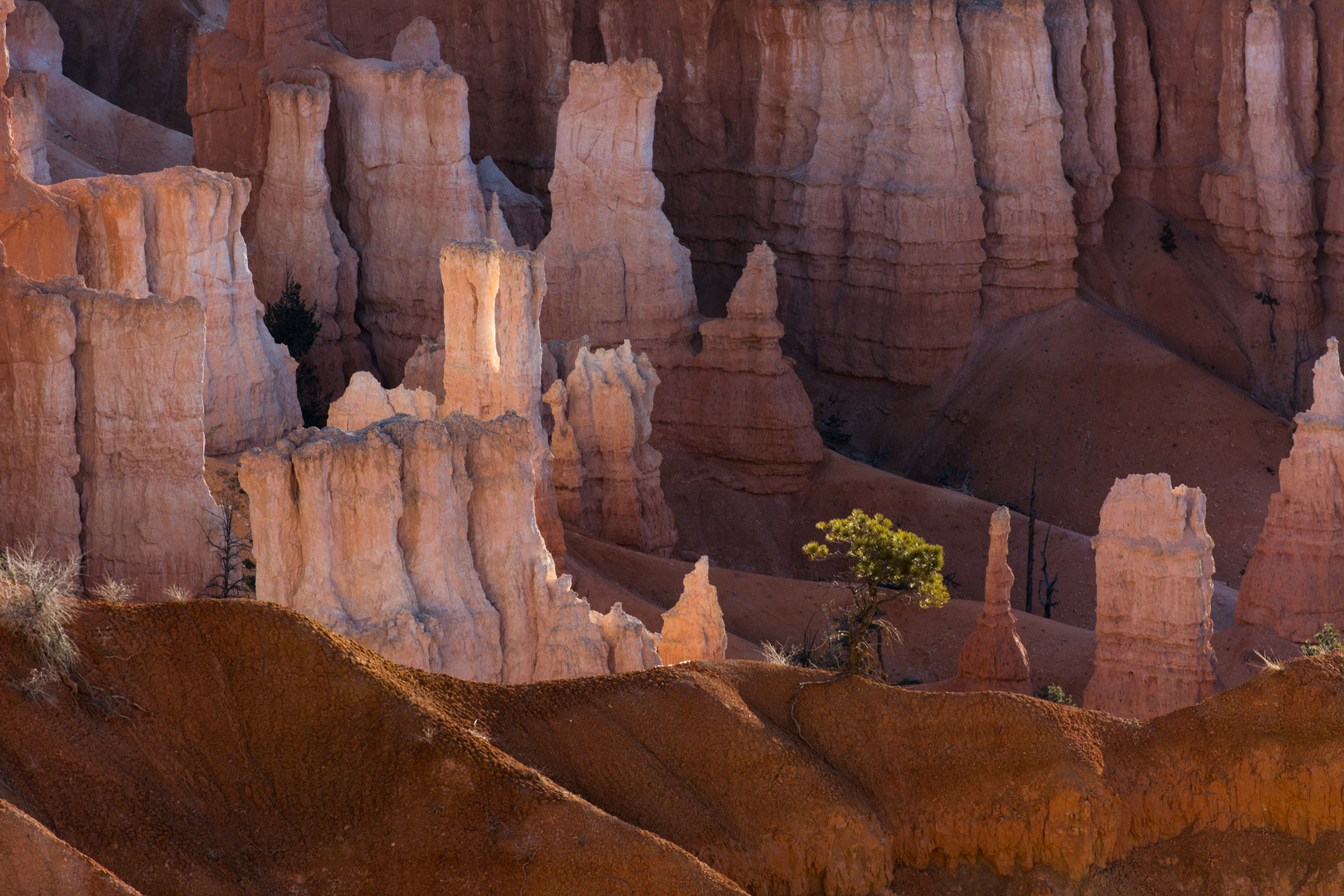 Lonely tree