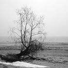 Lonely tree