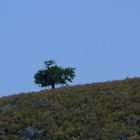 lonely tree